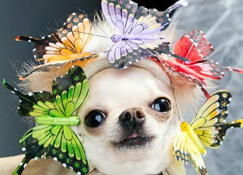 Spring Craziest Hat Contest Idea